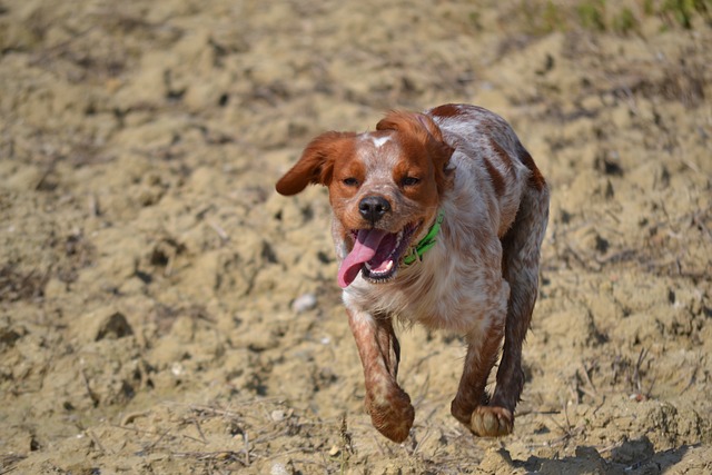 race de chien tester vos limites