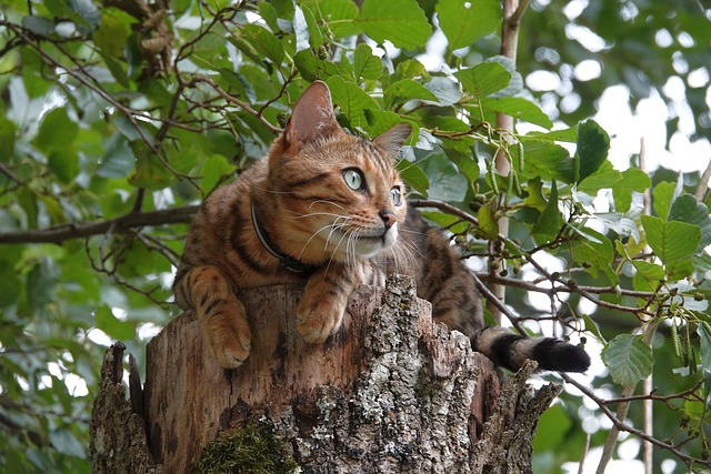 race de chat hyperactive