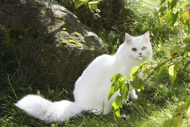 race de chat accepte pas changement