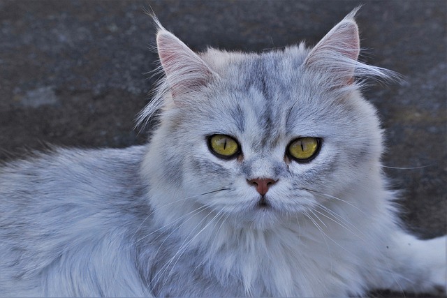 race de chat remettre autorité en question