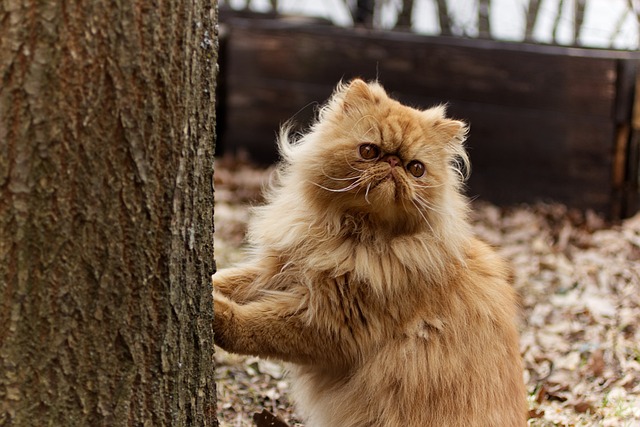 race de chat tranquille