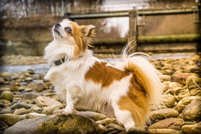 race chien cohabitation sera difficile