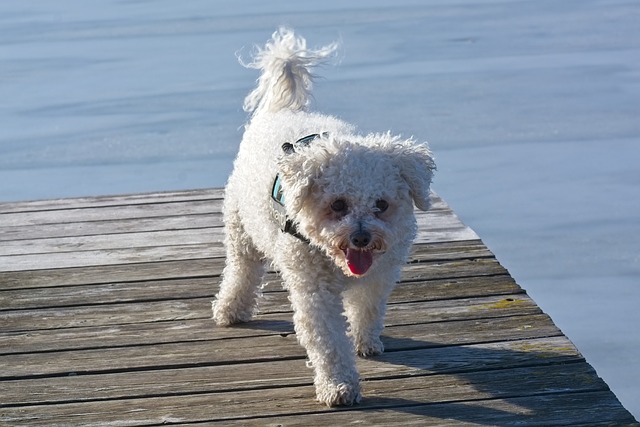 race de chien laisse jamais tranquille