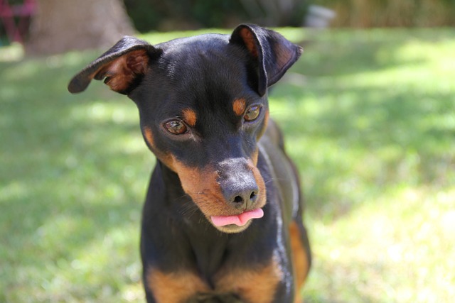 race de chien nerfs à l’épreuve