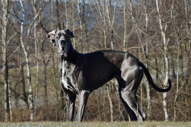 race de chien plus forte