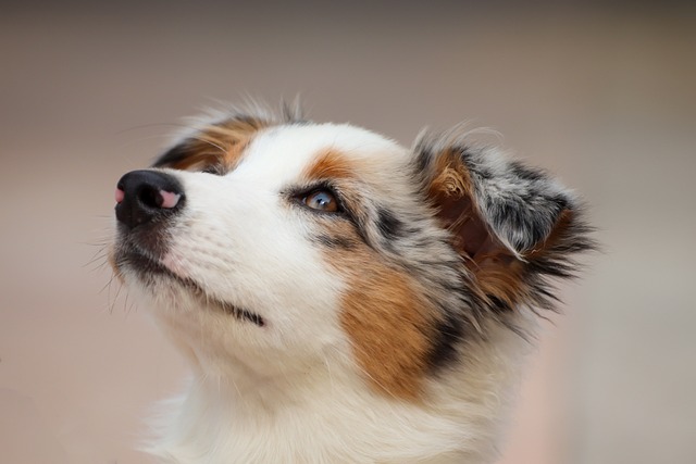 race de chien les plus vendue en 2022