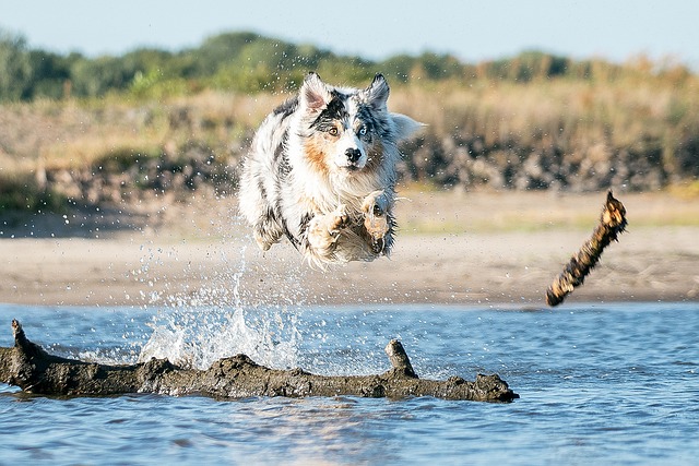 race de chien surexcitée