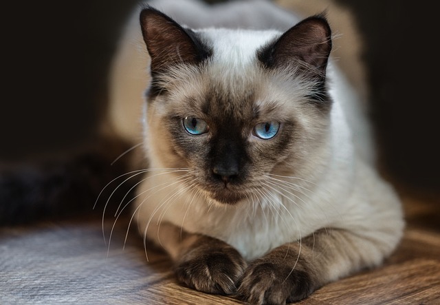 races de chat boule d'amour