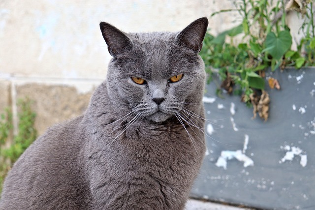 races de chat changement