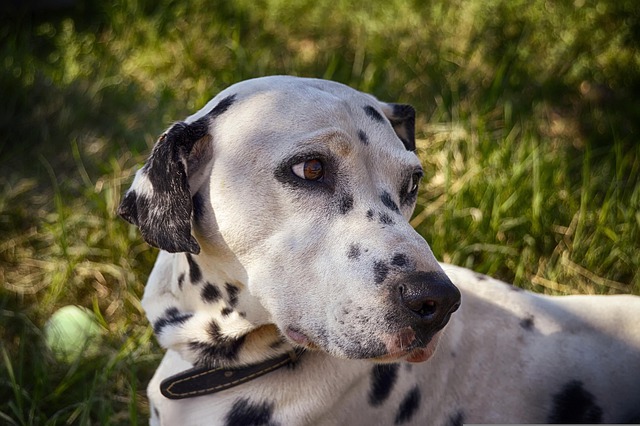 races chien acceptent pas le changement