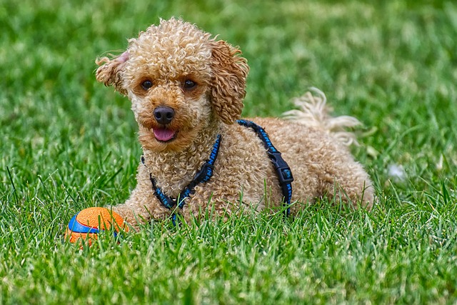 races de chien idéales pour agility