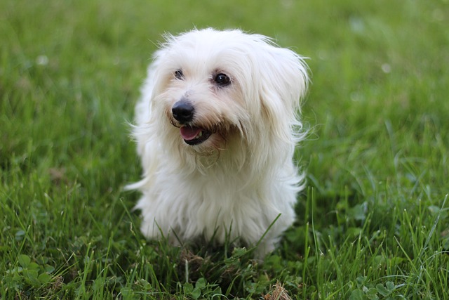 races de chien aiment les inconnus