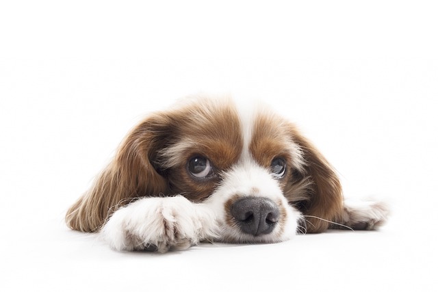 Cavalier King Charles comprend pas vite