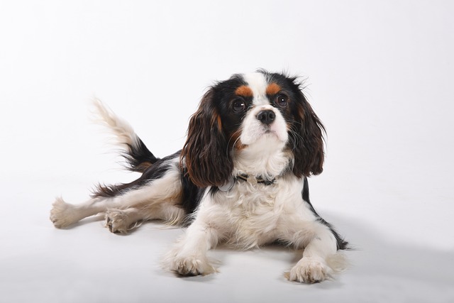 races chien lâchent pas leur maitre