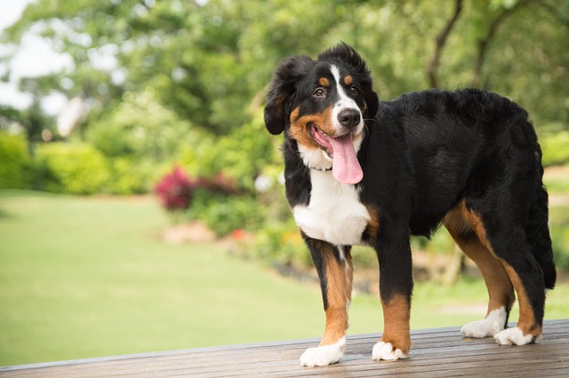 races de chien laissent jamais tranquille