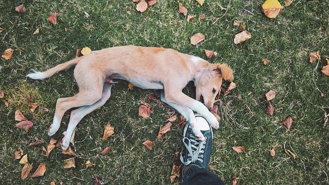 races chien manger vos chaussures