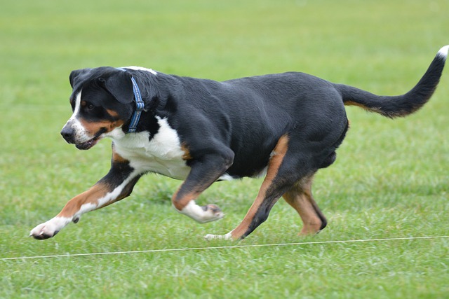 races de chien les plus fortes