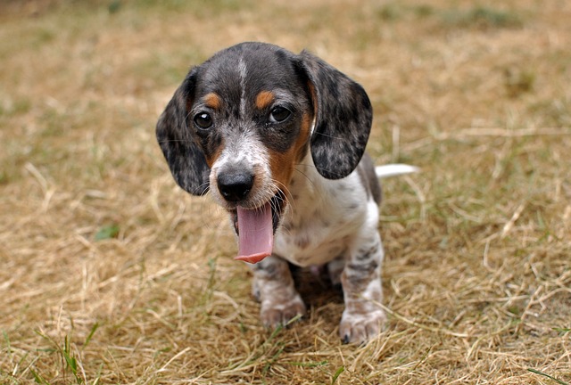 races de chien tester vos limites