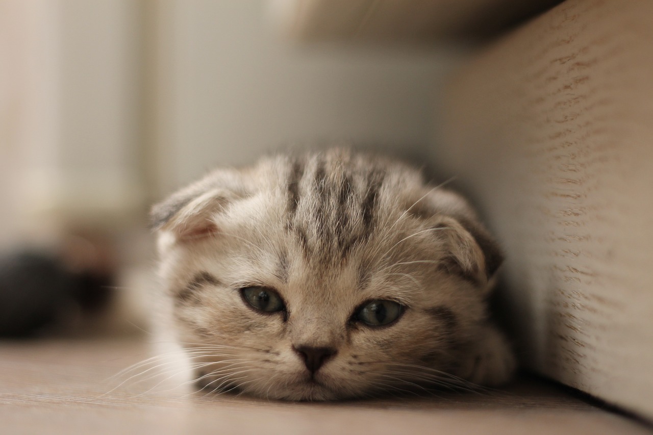 races de chat acceptent mieux changement