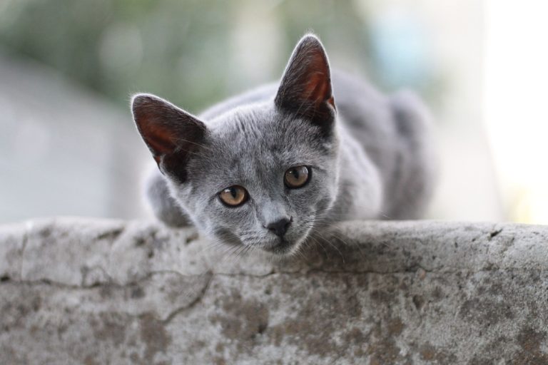 races de chat plus disciplinées