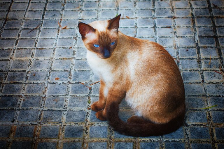 races de chat mettent patience à rude épreuve