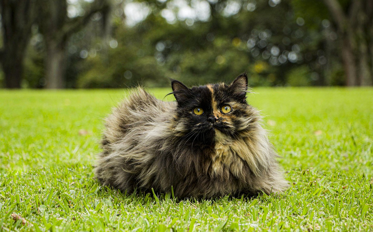 races de chat remettre autorité en question