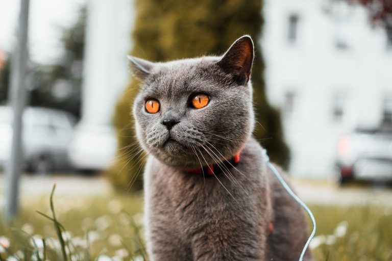 races de chat ressemblent chaton toute leur vie