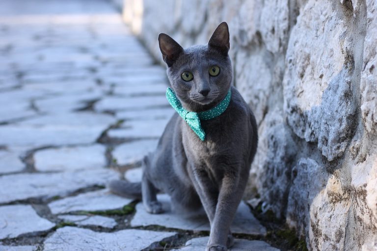 races de chat les plus tranquilles