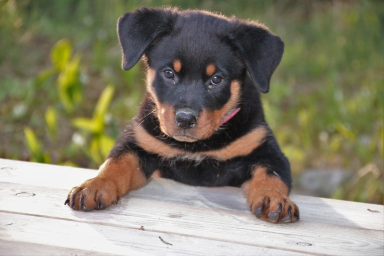 races de chien apprennent plus vite