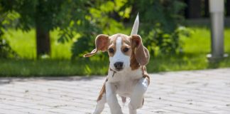 races de chien les plus adorables