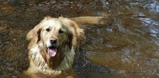 races de chien adorent les activités nautiques