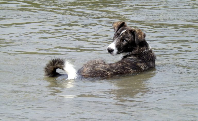 4 races de chien qui aiment prendre des bains