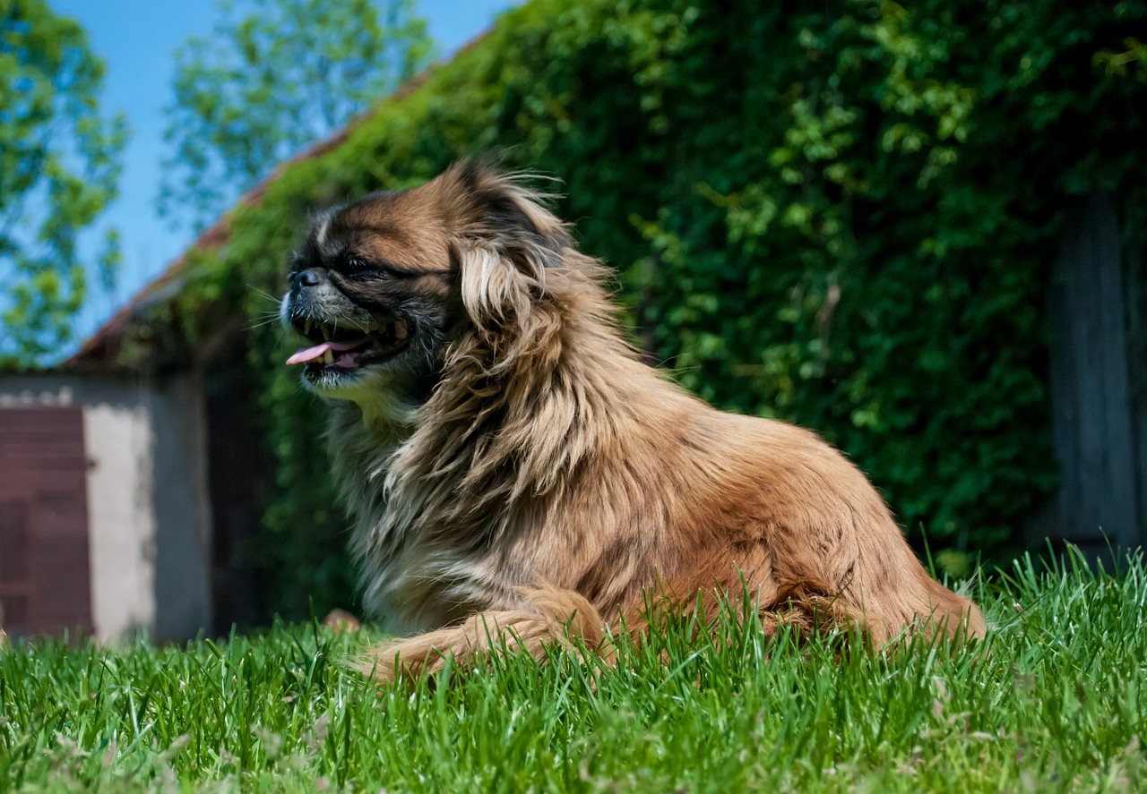 races de chien n’aiment pas les bains