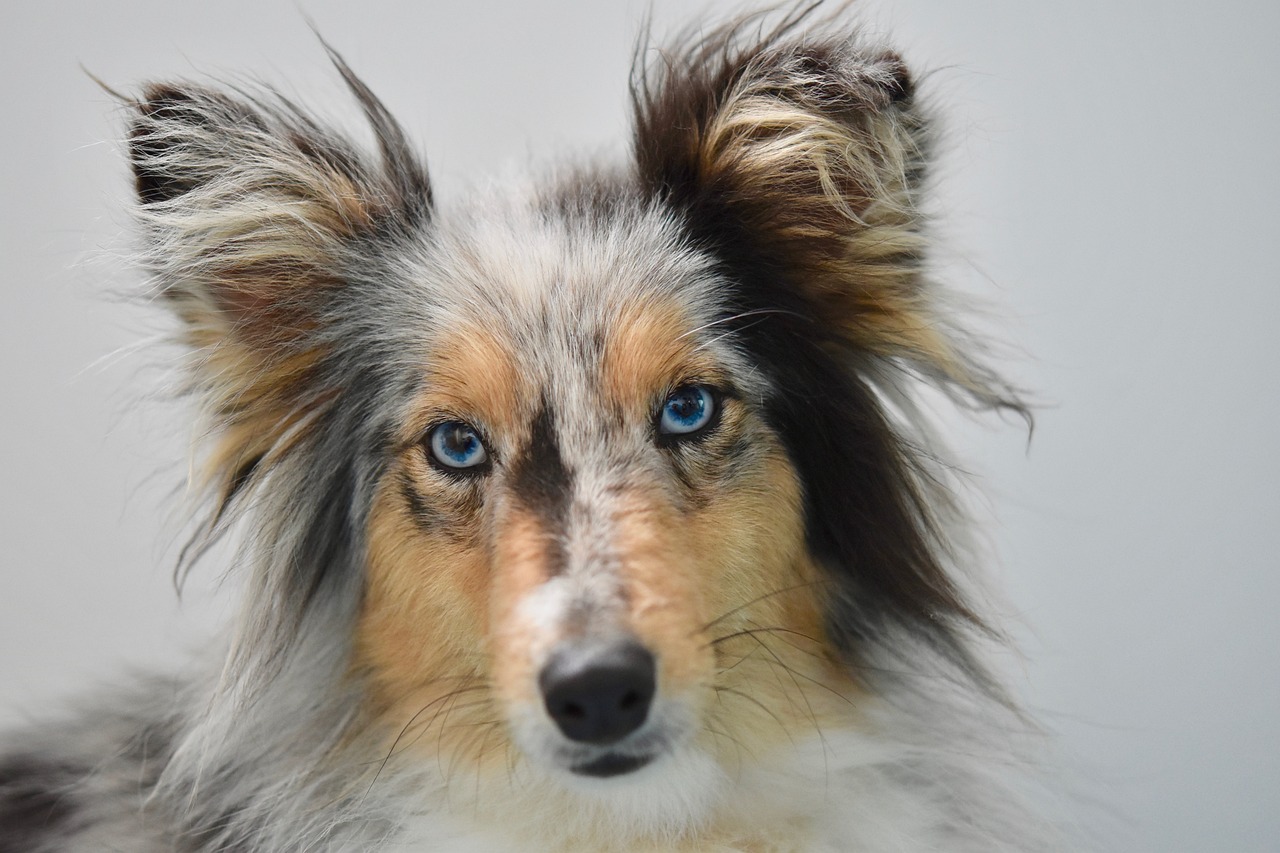 races de chien les plus allergisantes