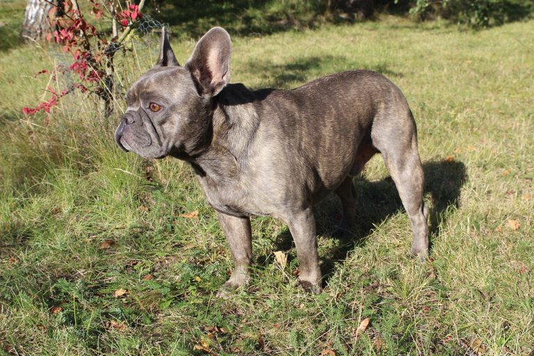 races de chien apprennent le moins vite