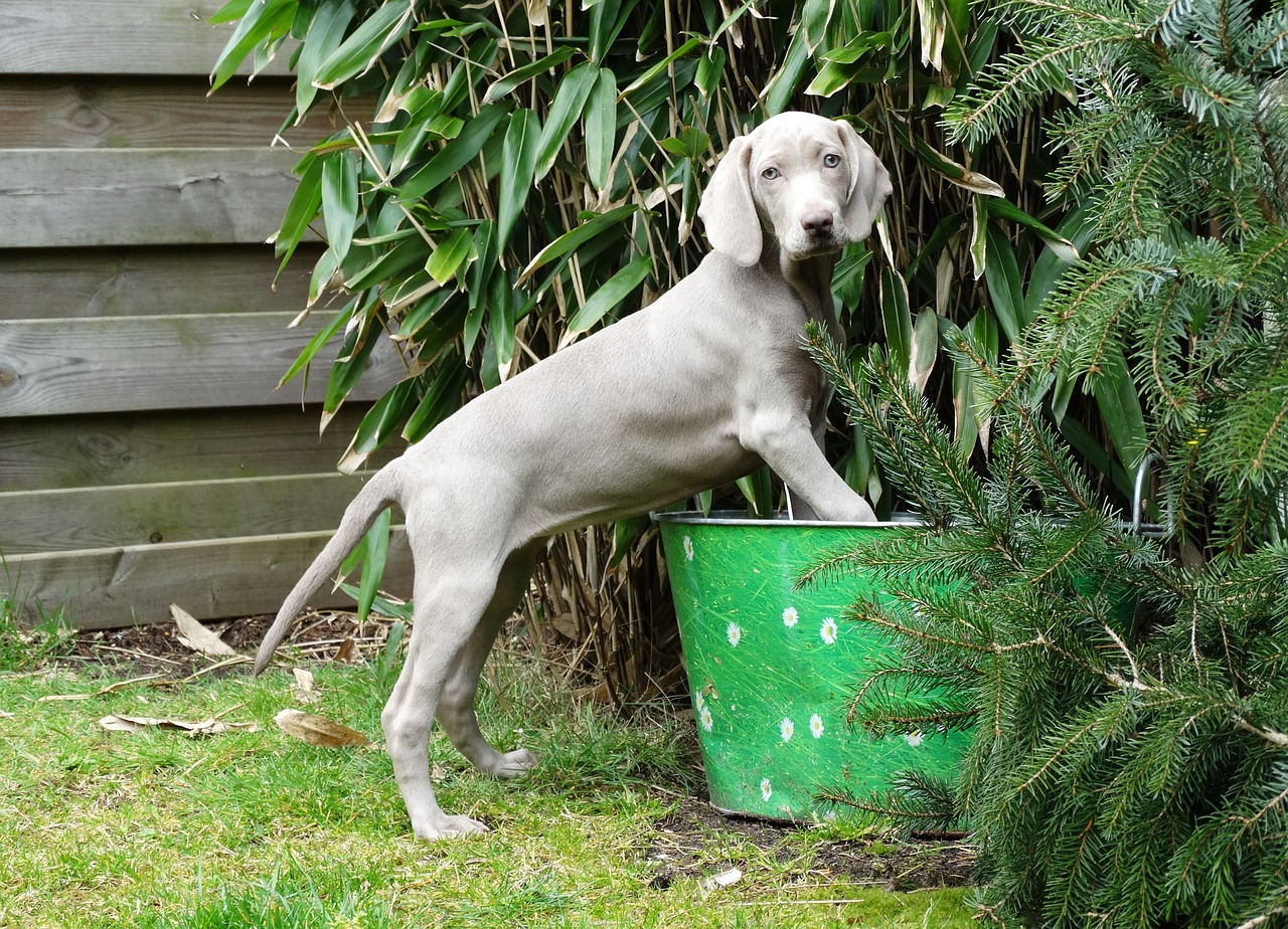 races de chien les plus attachantes