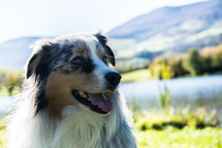 race de chien plus besoin d’affection