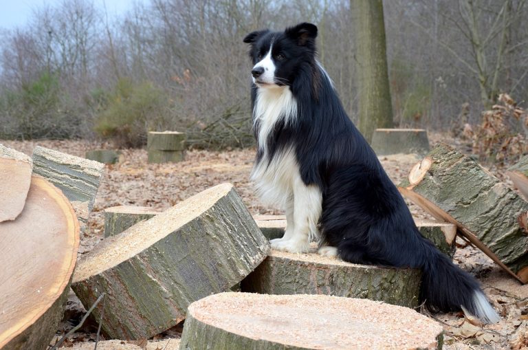 races de chien conduisent les troupeaux