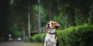 races de chien plus dociles