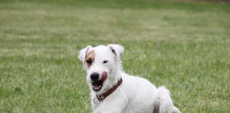 races de chien plus agaçantes