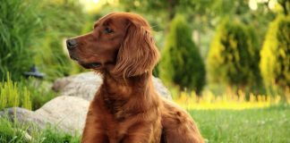 races de chien les plus équilibrées