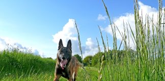 races de chien savent grimper aux arbres 