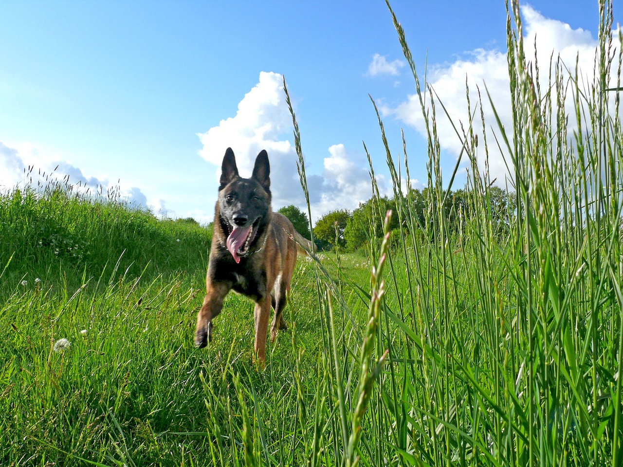 races de chien savent grimper aux arbres 