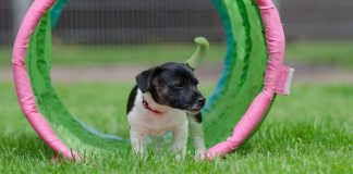 races de chien idéales pour l'agility