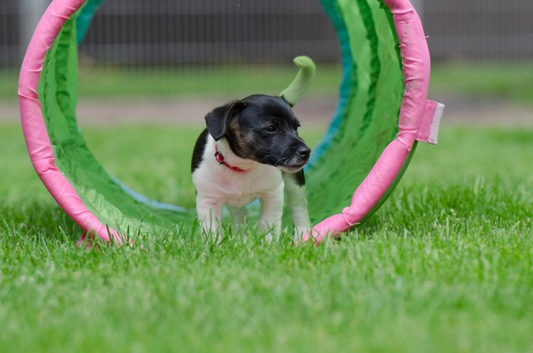 races de chien idéales pour l'agility