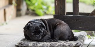 races de chien idéales si vous êtes en télétravail