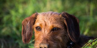 races de chien les plus indisciplinées