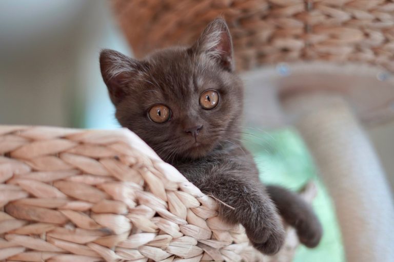 races de chat qui ne lâchent pas leur maître