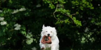 races de chien lâchent pas maitre semelle