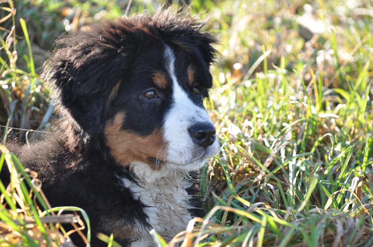 races de chien laissent jamais tranquille